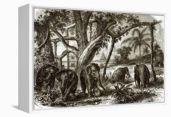 A Forest in Ceylon-English-Framed Premier Image Canvas
