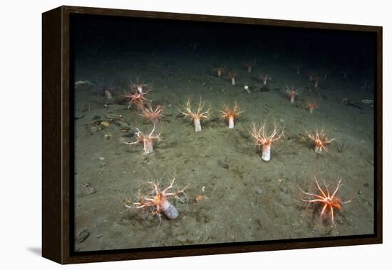 A Forest of Sea Cucumbers (Psolus Phantapus) Feeding, Extended Upward in a Scottish Sea Loch, UK-Alex Mustard-Framed Premier Image Canvas