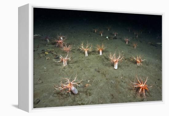 A Forest of Sea Cucumbers (Psolus Phantapus) Feeding, Extended Upward in a Scottish Sea Loch, UK-Alex Mustard-Framed Premier Image Canvas