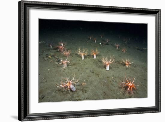 A Forest of Sea Cucumbers (Psolus Phantapus) Feeding, Extended Upward in a Scottish Sea Loch, UK-Alex Mustard-Framed Photographic Print