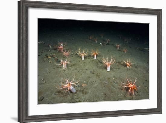 A Forest of Sea Cucumbers (Psolus Phantapus) Feeding, Extended Upward in a Scottish Sea Loch, UK-Alex Mustard-Framed Photographic Print