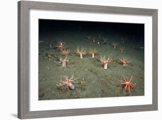 A Forest of Sea Cucumbers (Psolus Phantapus) Feeding, Extended Upward in a Scottish Sea Loch, UK-Alex Mustard-Framed Photographic Print