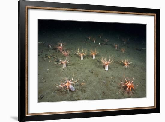 A Forest of Sea Cucumbers (Psolus Phantapus) Feeding, Extended Upward in a Scottish Sea Loch, UK-Alex Mustard-Framed Photographic Print