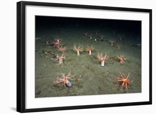 A Forest of Sea Cucumbers (Psolus Phantapus) Feeding, Extended Upward in a Scottish Sea Loch, UK-Alex Mustard-Framed Photographic Print