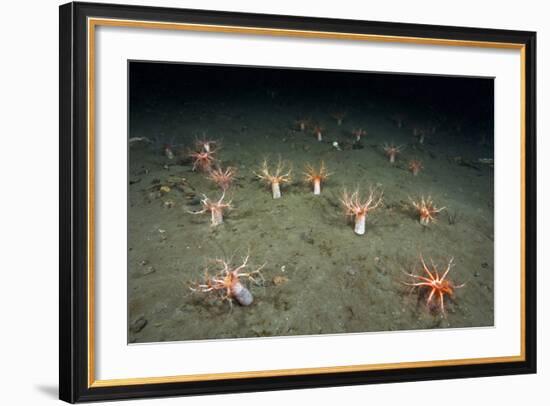 A Forest of Sea Cucumbers (Psolus Phantapus) Feeding, Extended Upward in a Scottish Sea Loch, UK-Alex Mustard-Framed Photographic Print