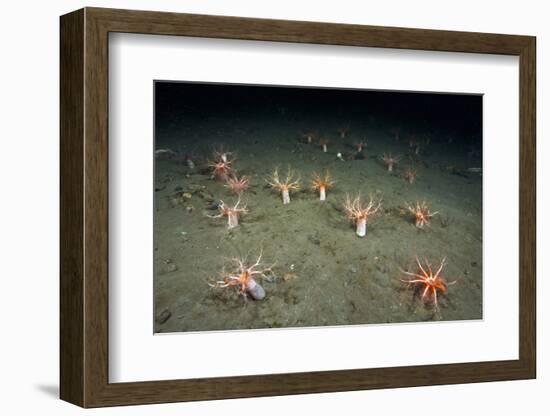 A Forest of Sea Cucumbers (Psolus Phantapus) Feeding, Extended Upward in a Scottish Sea Loch, UK-Alex Mustard-Framed Photographic Print