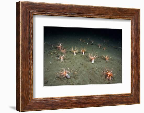 A Forest of Sea Cucumbers (Psolus Phantapus) Feeding, Extended Upward in a Scottish Sea Loch, UK-Alex Mustard-Framed Photographic Print