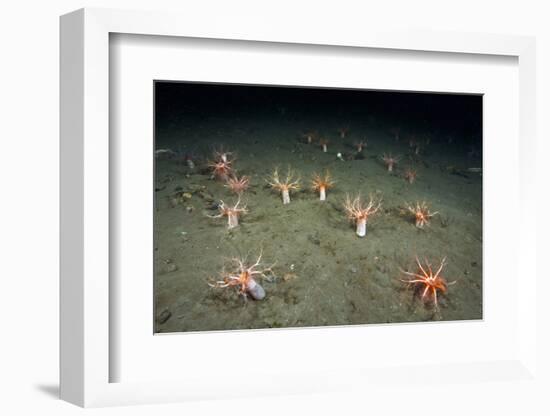 A Forest of Sea Cucumbers (Psolus Phantapus) Feeding, Extended Upward in a Scottish Sea Loch, UK-Alex Mustard-Framed Photographic Print