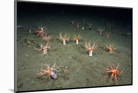 A Forest of Sea Cucumbers (Psolus Phantapus) Feeding, Extended Upward in a Scottish Sea Loch, UK-Alex Mustard-Mounted Photographic Print