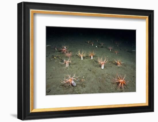 A Forest of Sea Cucumbers (Psolus Phantapus) Feeding, Extended Upward in a Scottish Sea Loch, UK-Alex Mustard-Framed Photographic Print