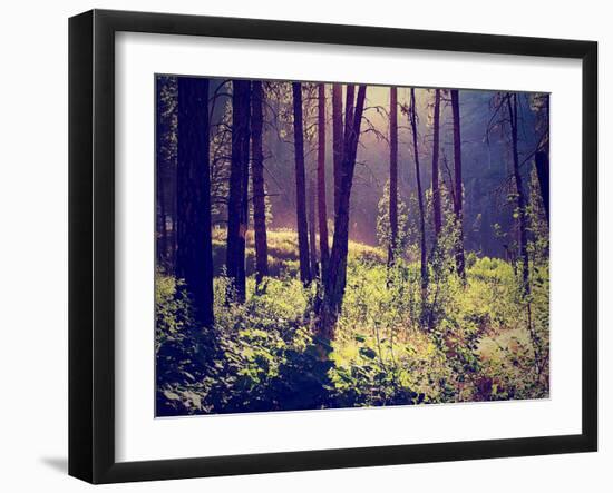 A Forest with the Sun Shining Through-graphicphoto-Framed Photographic Print