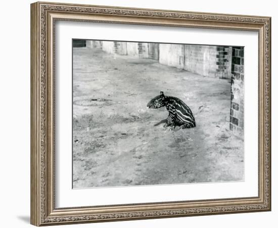 A Four Day Old Malayan Tapir at London Zoo, July 1921-Frederick William Bond-Framed Photographic Print