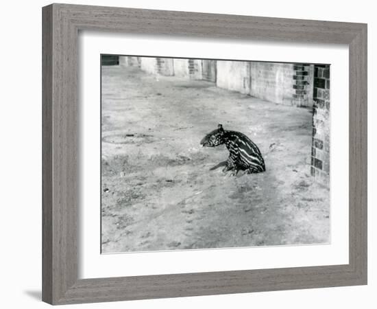 A Four Day Old Malayan Tapir at London Zoo, July 1921-Frederick William Bond-Framed Photographic Print