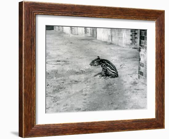 A Four Day Old Malayan Tapir at London Zoo, July 1921-Frederick William Bond-Framed Photographic Print