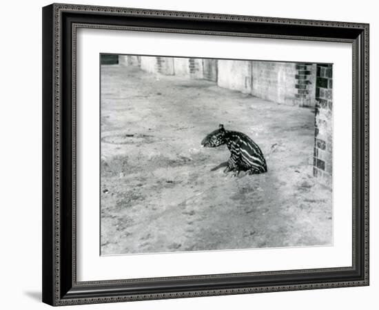 A Four Day Old Malayan Tapir at London Zoo, July 1921-Frederick William Bond-Framed Photographic Print