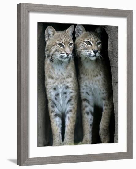 A Four-Year-Old Female Bobcat-null-Framed Photographic Print