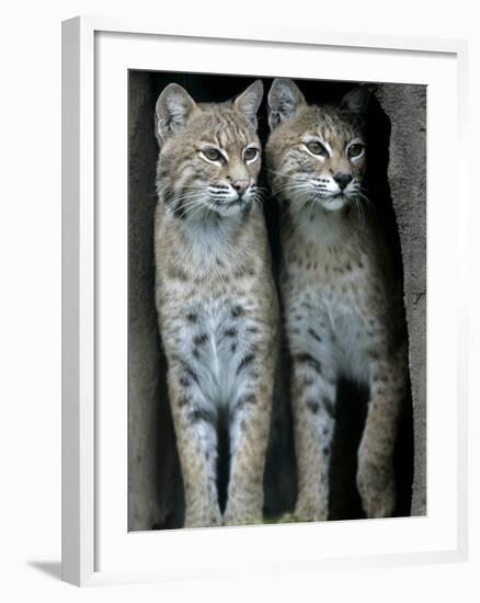 A Four-Year-Old Female Bobcat-null-Framed Photographic Print