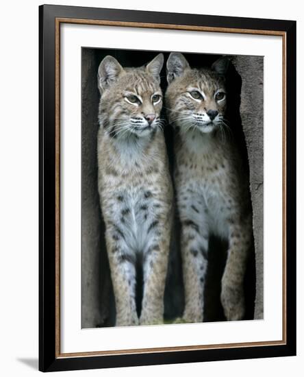 A Four-Year-Old Female Bobcat-null-Framed Photographic Print