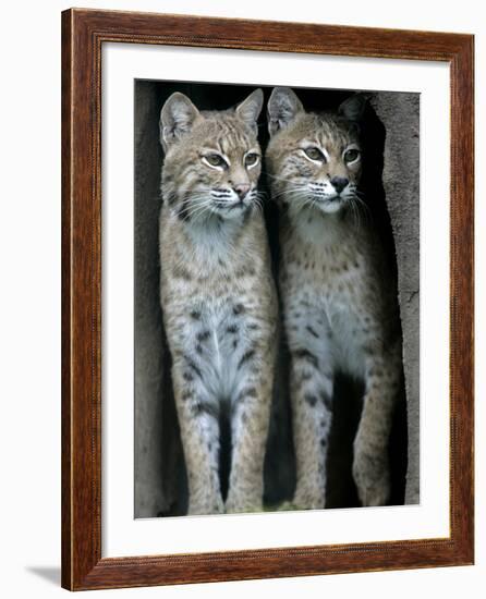 A Four-Year-Old Female Bobcat-null-Framed Photographic Print