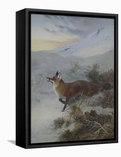 A Fox in a Winter Landscape-Archibald Thorburn-Framed Premier Image Canvas