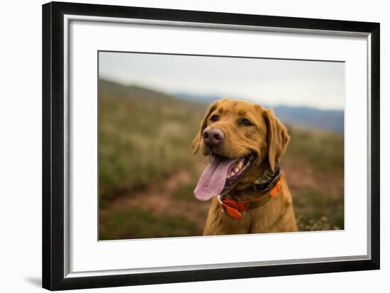 A Fox-Red Pointing Labrador Pants On A Hot Day In Idaho-Hannah Dewey-Framed Photographic Print