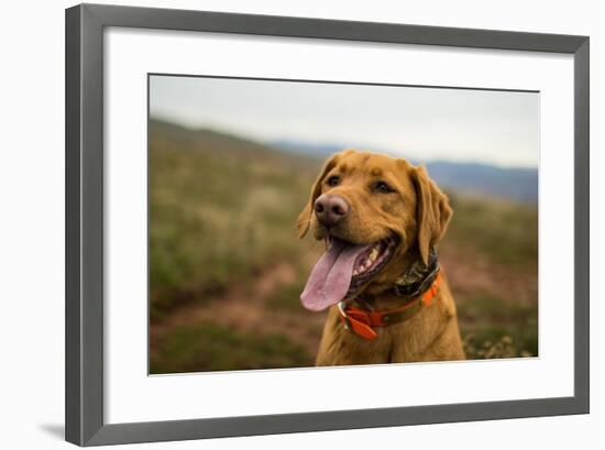 A Fox-Red Pointing Labrador Pants On A Hot Day In Idaho-Hannah Dewey-Framed Photographic Print