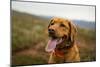 A Fox-Red Pointing Labrador Pants On A Hot Day In Idaho-Hannah Dewey-Mounted Photographic Print