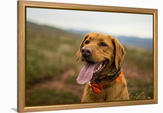 A Fox-Red Pointing Labrador Pants On A Hot Day In Idaho-Hannah Dewey-Framed Premier Image Canvas