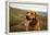 A Fox-Red Pointing Labrador Pants On A Hot Day In Idaho-Hannah Dewey-Framed Premier Image Canvas