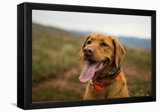 A Fox-Red Pointing Labrador Pants On A Hot Day In Idaho-Hannah Dewey-Framed Premier Image Canvas