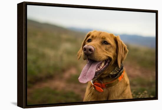 A Fox-Red Pointing Labrador Pants On A Hot Day In Idaho-Hannah Dewey-Framed Premier Image Canvas
