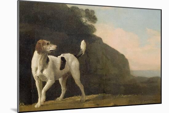 A Foxhound, C.1760 (Oil on Paper Laid on Board)-George Stubbs-Mounted Giclee Print