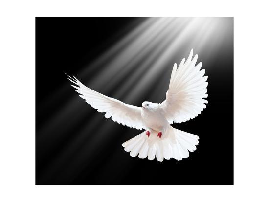 a free flying white