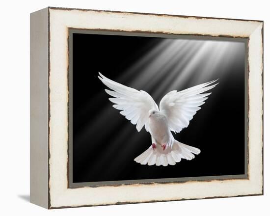 A Free Flying White Dove Isolated On A Black Background-Irochka-Framed Stretched Canvas