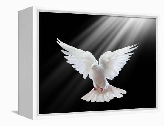 A Free Flying White Dove Isolated On A Black Background-Irochka-Framed Stretched Canvas