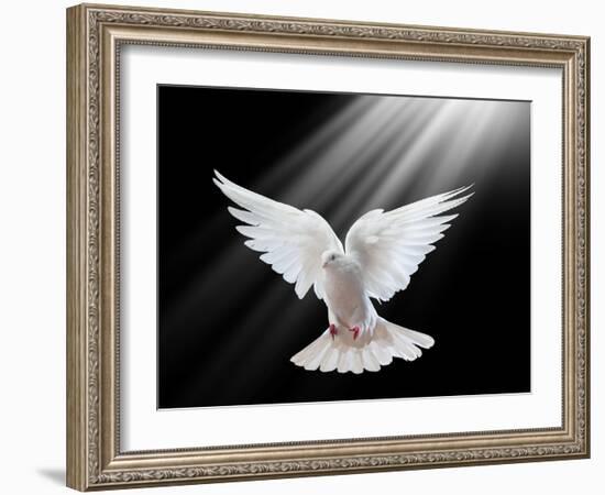 A Free Flying White Dove Isolated On A Black Background-Irochka-Framed Art Print