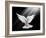 A Free Flying White Dove Isolated On A Black Background-Irochka-Framed Art Print