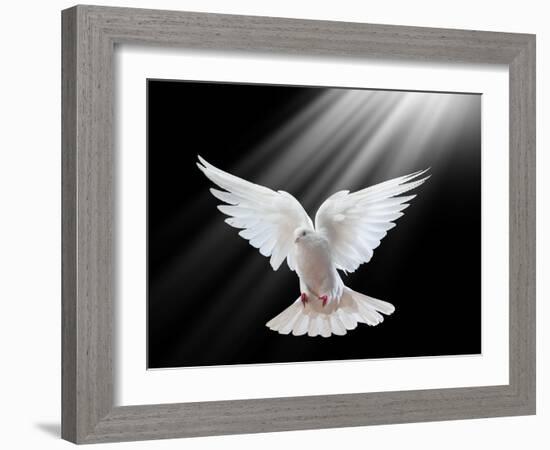 A Free Flying White Dove Isolated On A Black Background-Irochka-Framed Art Print