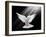 A Free Flying White Dove Isolated On A Black Background-Irochka-Framed Art Print