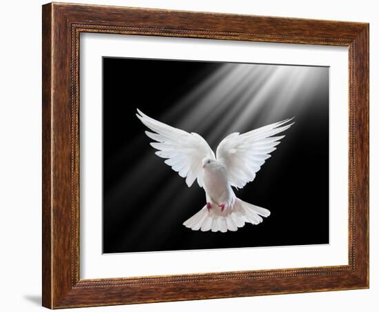 A Free Flying White Dove Isolated On A Black Background-Irochka-Framed Art Print