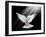 A Free Flying White Dove Isolated On A Black Background-Irochka-Framed Art Print