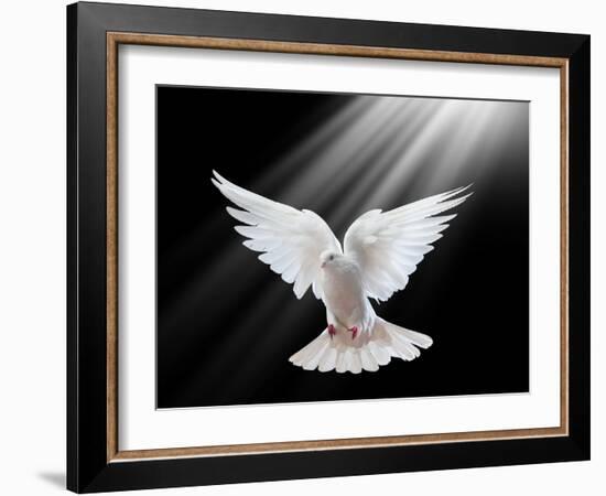 A Free Flying White Dove Isolated On A Black Background-Irochka-Framed Art Print