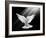 A Free Flying White Dove Isolated On A Black Background-Irochka-Framed Art Print