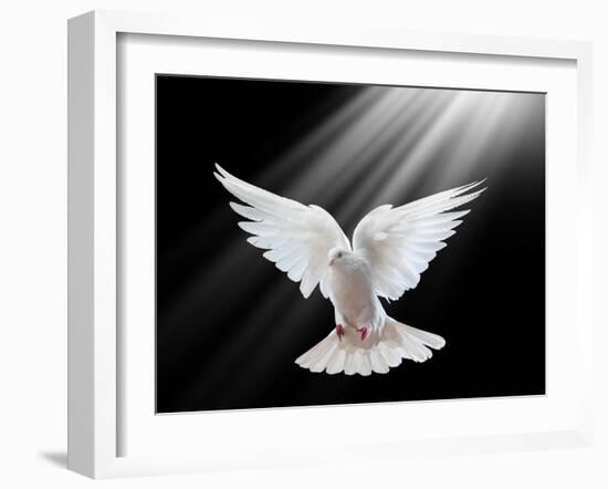 A Free Flying White Dove Isolated On A Black Background-Irochka-Framed Art Print