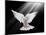 A Free Flying White Dove Isolated On A Black Background-Irochka-Mounted Art Print