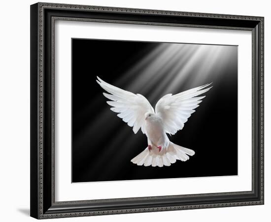 A Free Flying White Dove Isolated On A Black Background-Irochka-Framed Art Print