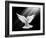 A Free Flying White Dove Isolated On A Black Background-Irochka-Framed Art Print