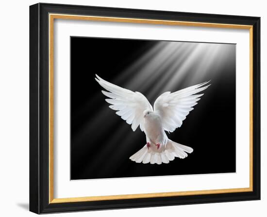 A Free Flying White Dove Isolated On A Black Background-Irochka-Framed Art Print