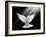 A Free Flying White Dove Isolated On A Black Background-Irochka-Framed Art Print