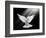 A Free Flying White Dove Isolated On A Black Background-Irochka-Framed Art Print